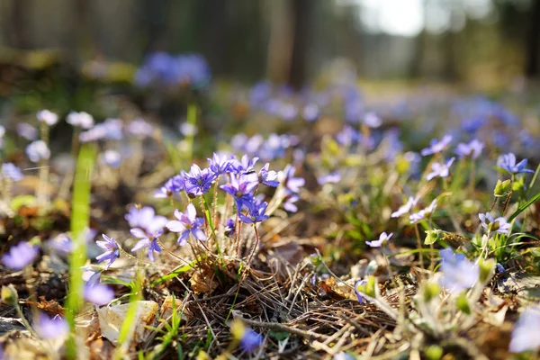 Virágzó Hepatica Virágok Kora Tavasszal Erdőben Természet Szépsége — Stock Fotó