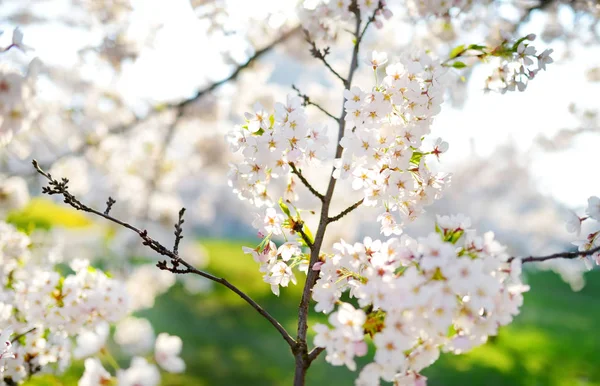 Bellissimo Ciliegio Che Fiorisce Primavera Bellezza Nella Natura Teneri Rami — Foto Stock