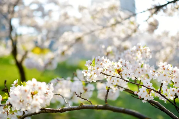 Hermoso Cerezo Floreciendo Primavera Belleza Naturaleza Tiernas Ramas Cereza Soleado — Foto de Stock