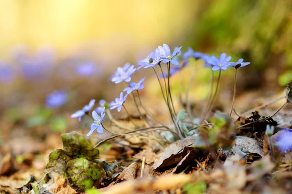 Hepatica Λουλούδια Που Ανθίζουν Νωρίς Την Άνοιξη Στο Δάσος Ομορφιά — Φωτογραφία Αρχείου