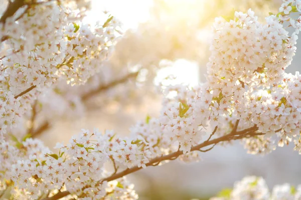Schöner Kirschbaum Der Frühling Blüht Schönheit Der Natur Zarte Kirschzweige — Stockfoto