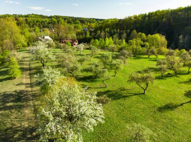 Baharın sonlarında eski bir elma bahçesinin güzel hava manzarası. Güneşli bir yaz gününde bahçede yeşil elma ağaçları. Vilnius, Litvanya 'da park manzarası.