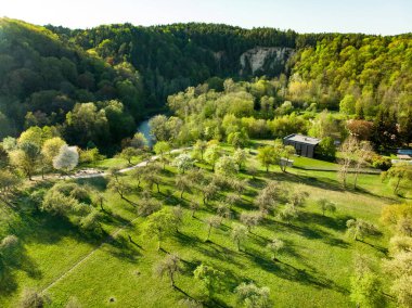 Baharın sonlarında eski bir elma bahçesinin güzel hava manzarası. Güneşli bir yaz gününde bahçede yeşil elma ağaçları. Vilnius, Litvanya 'da park manzarası.