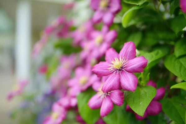 庭でピンクのクレマチスを開花させます 夏に花が咲きます 自然の美しさ — ストック写真