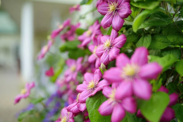 Înflorire Roz Clematis Grădină Florile Înfloresc Vara Frumusețea Natură — Fotografie, imagine de stoc