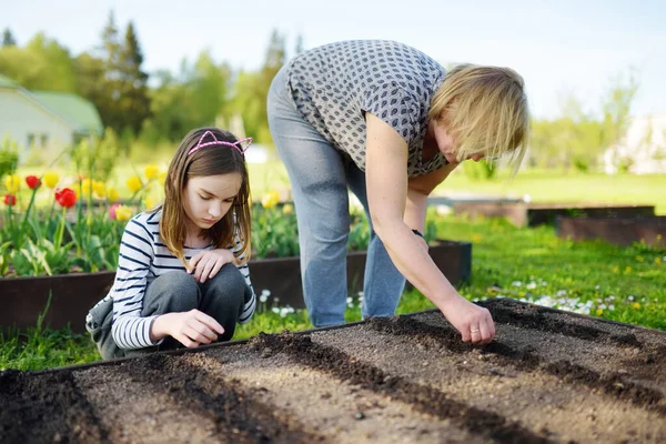 Nettes Junges Mädchen Hilft Ihrer Großmutter Setzlinge Einem Garten Pflanzen — Stockfoto