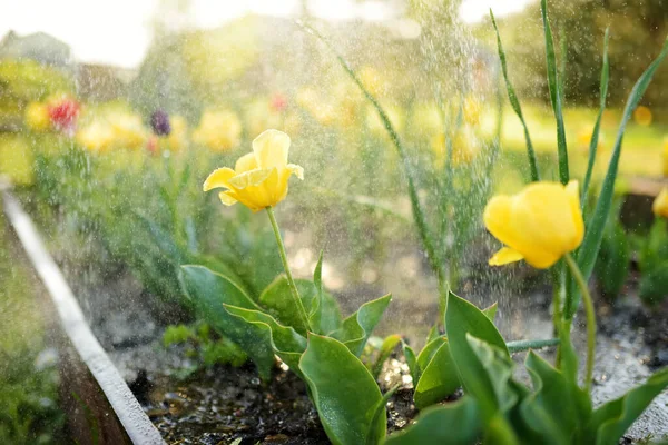 Kleurrijke Tulpen Groeien Bloembed Lentetuin Prachtige Lente Natuur — Stockfoto