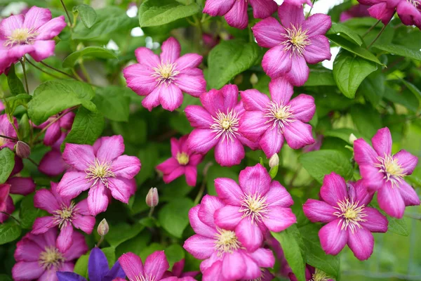 Blommande Rosa Klematis Trädgården Blommor Blommar Sommaren Skönhet Naturen — Stockfoto