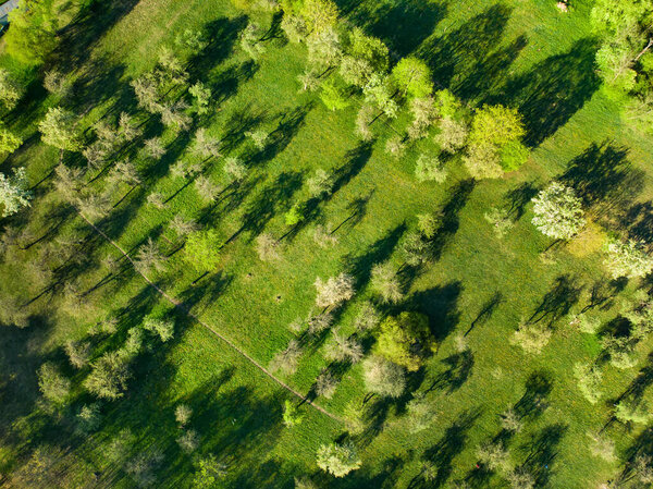 Beautiful aerial view of an old apple orchard in late spring. Green apple trees in a garden on sunny summer day. Park scenery in Vilnius, Lithuania.