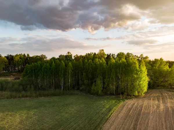 Воздушная Лесная Сцена Летом Зеленые Деревья Поля Солнечный Летний День — стоковое фото