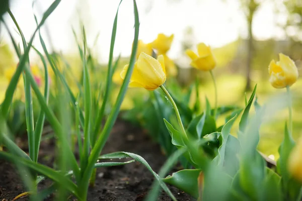 Colorful tulips grow in flower bed in the spring garden. Beautiful spring nature.