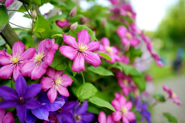 Flowering Pink Clematis Garden Flowers Blossoming Summer Beauty Nature — Stock Photo, Image