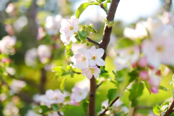 美しい古いアップル ツリー庭日当たりの良い春の日に開花 明るい青空に咲くりんごの木 — ストック写真