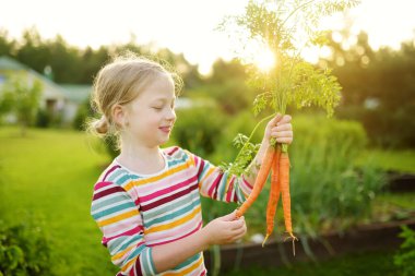 Elinde taze organik havuç tutan tatlı bir genç kız. Bahçede sebze toplayan bir çocuk. Küçük çocuklar için taze sağlıklı yiyecekler. Yaz aylarında aile beslenmesi.