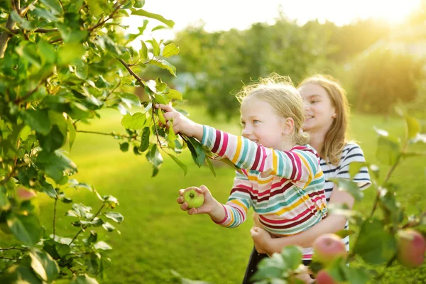 Cute Young Girls Harvesting Apples Apple Tree Orchard Summer Day — Stock Photo, Image