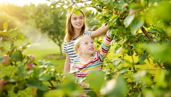 Cute Young Girls Harvesting Apples Apple Tree Orchard Summer Day — Stock Photo, Image