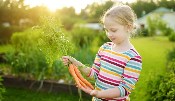 Linda Joven Sosteniendo Montón Zanahorias Orgánicas Frescas Niño Cosechando Verduras —  Fotos de Stock