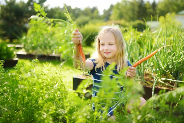 Милая Молодая Девушка Кучкой Свежей Органической Моркови Дети Собирают Овощи — стоковое фото
