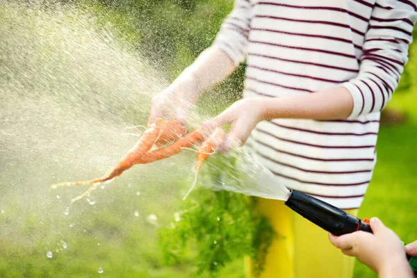 Primer Plano Los Niños Lavando Mano Montón Zanahorias Orgánicas Frescas — Foto de Stock