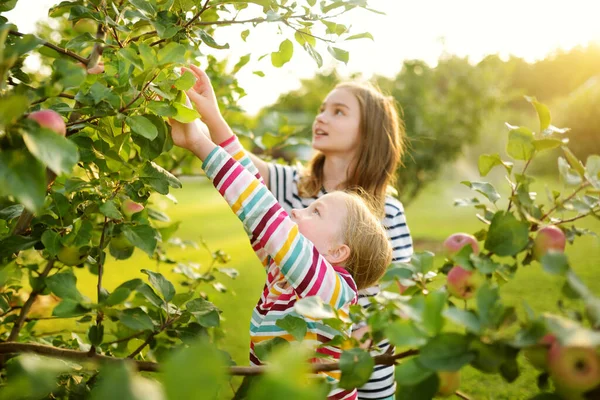 Chicas Jóvenes Lindas Cosechando Manzanas Huerto Manzanos Día Verano Niños —  Fotos de Stock