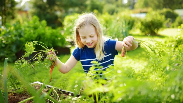 可爱的小女孩手里拿着一束新鲜的有机胡萝卜 孩子们在花园里收割蔬菜 为幼儿提供新鲜的健康食品 夏季家庭营养 — 图库照片