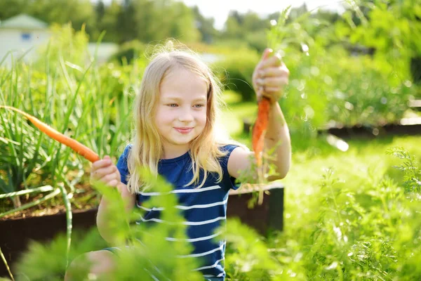 Menina Bonito Segurando Monte Cenouras Orgânicas Frescas Criança Colhendo Legumes — Fotografia de Stock