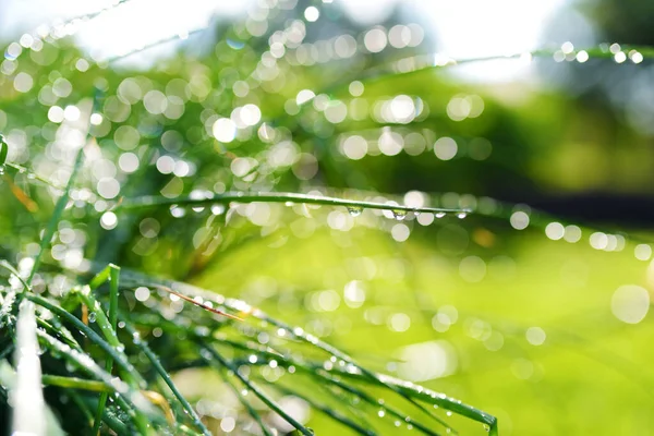 Chives Groeien Tuin Met Waterdruppels Recente Regen Zonnige Zomerdag — Stockfoto