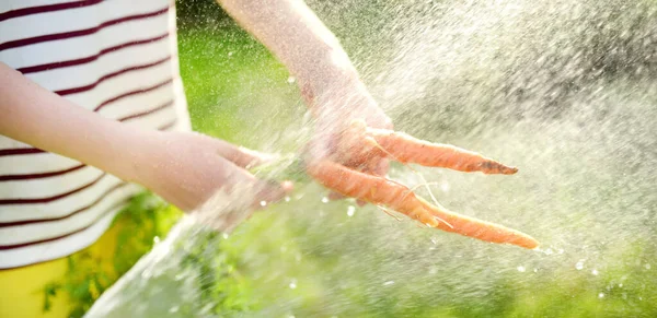 Close Childs Hand Washing Bunch Fresh Organic Carrots Streaming Water — Stock Photo, Image