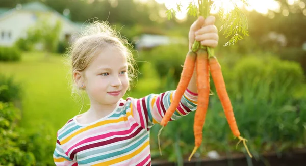 Cute Young Girl Holding Bunch Fresh Organic Carrots Child Harvesting — Stock Photo, Image