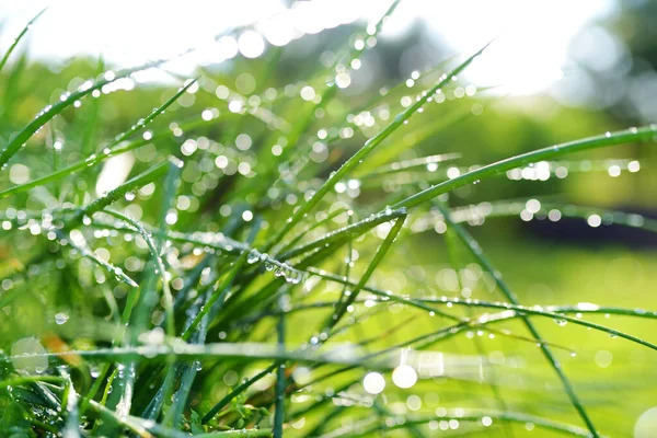 夏の晴れた日に最近の雨の後 水が落ちる庭で成長しているチャイブ — ストック写真