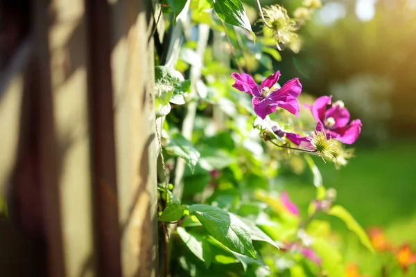 Blommande Rosa Klematis Trädgården Blommor Blommar Sommaren Skönhet Naturen — Stockfoto