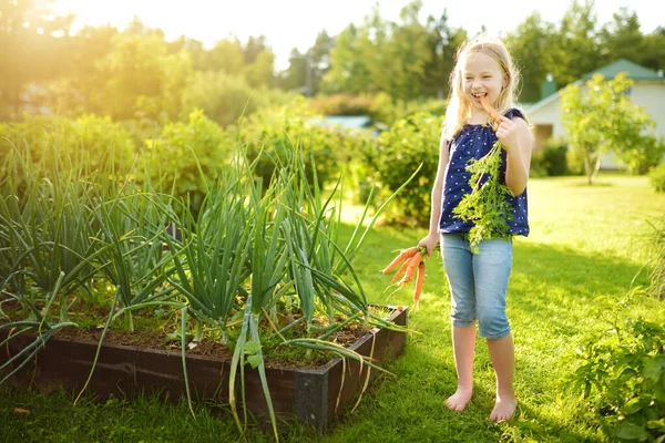 Милая Молодая Девушка Кучкой Свежей Органической Моркови Дети Собирают Овощи — стоковое фото