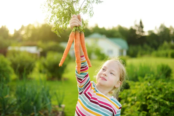 Cute Young Girl Holding Bunch Fresh Organic Carrots Child Harvesting — Stock Photo, Image