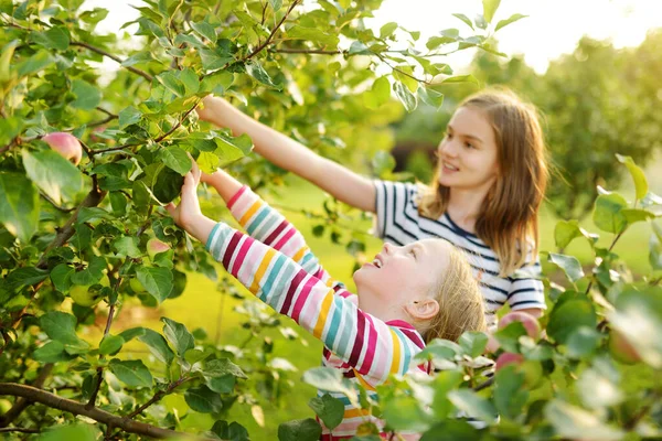 Cute Young Girls Harvesting Apples Apple Tree Orchard Summer Day — Stock Photo, Image