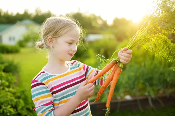 Cute Young Girl Holding Bunch Fresh Organic Carrots Child Harvesting — Stock Photo, Image