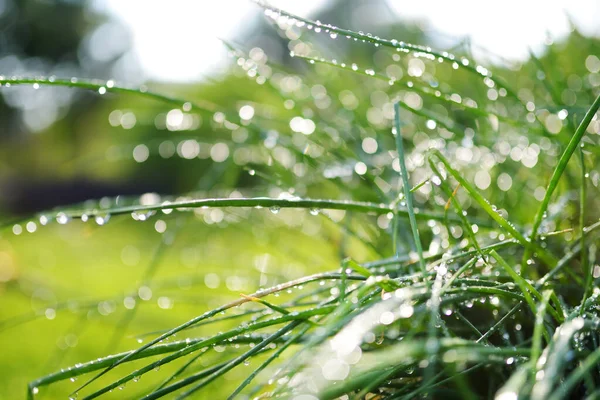 Cebolinha Crescendo Jardim Com Gotas Água Após Chuva Recente Dia — Fotografia de Stock