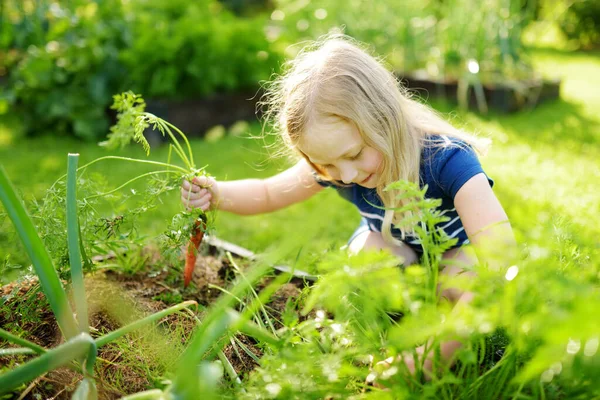 Cute Young Girl Holding Bunch Fresh Organic Carrots Child Harvesting — Stock Photo, Image