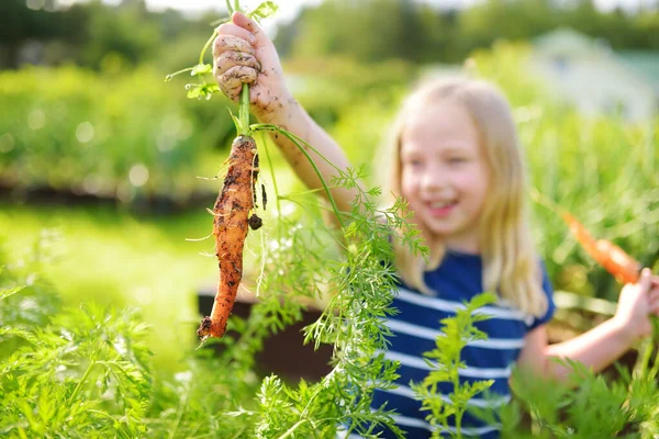 Linda Joven Sosteniendo Montón Zanahorias Orgánicas Frescas Niño Cosechando Verduras —  Fotos de Stock