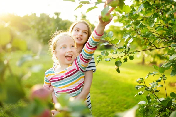 Meninas Jovens Bonitos Colhendo Maçãs Pomar Macieira Dia Verão Crianças — Fotografia de Stock