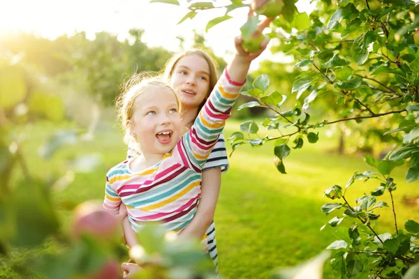 Cute Young Girls Harvesting Apples Apple Tree Orchard Summer Day — Stock Photo, Image