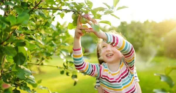 Cute Young Girl Harvesting Apples Apple Tree Orchard Summer Day — Stock Photo, Image