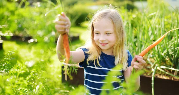 Cute Young Girl Holding Bunch Fresh Organic Carrots Child Harvesting — Stock Photo, Image