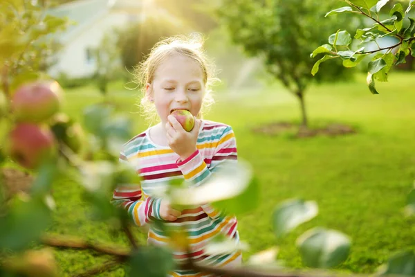 夏の日にリンゴの木の果樹園でリンゴを収穫するかわいい女の子 庭で果物を選ぶ子供 小さな子供のための新鮮な健康食品 夏の家族の栄養 — ストック写真