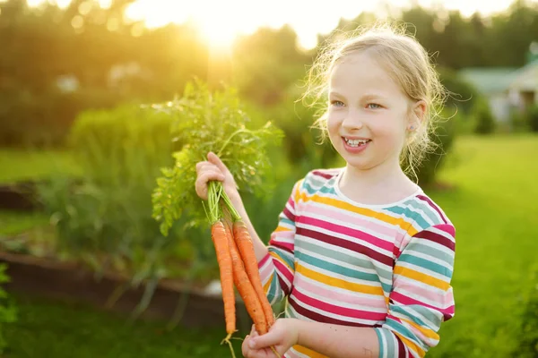 Carina Ragazza Che Tiene Mucchio Carote Biologiche Fresche Raccolta Verdure — Foto Stock