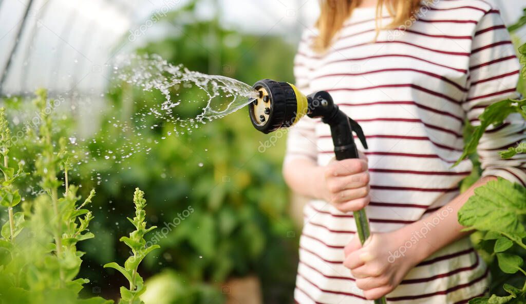 Close-up of child's hands watering vegetables in a greenhouse on sunny summer day. Child helping with daily chores. Gardening activity for kids.