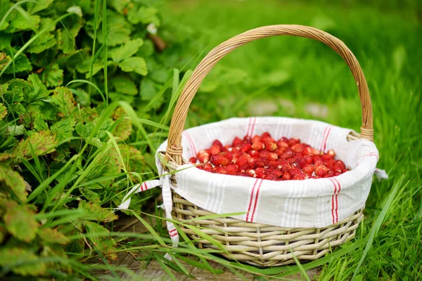 Frische Reife Walderdbeeren Niedlichen Geflochtenen Korb Auf Einem Gras Gras — Stockfoto