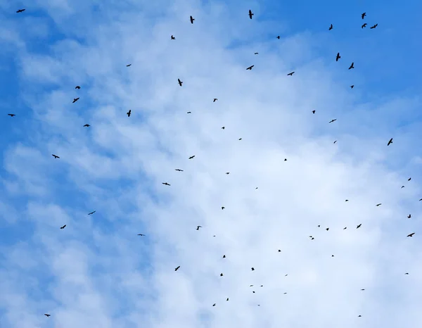 Birds flying in the sky.