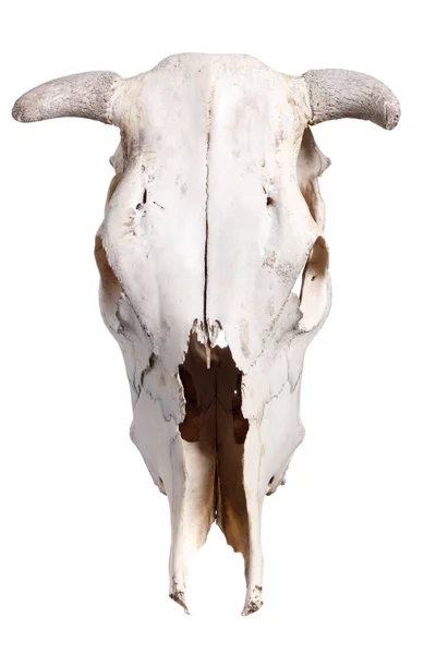 Cow skull isolated on white background. — Stock Photo, Image