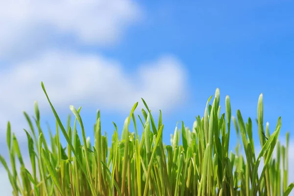 Grass closeup on blue sky background. — Stock Photo, Image