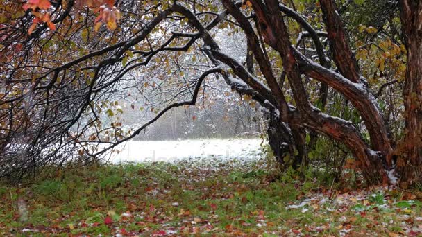 Hawthorn tree with red leaves under heavy snowfall at late Autumn and early Winter in Siberia — Stock Footage Hawthorn tree with red leaves under heavy snowfall at late Autumn and early Winter in Siberia Royalty Free Stock Video